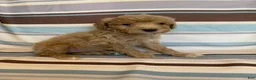 Mixed Breed dogs for sale: Cream Female - Ad 3