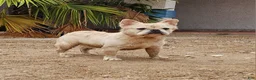 French Bulldog dogs for sale: Ghost - Ad 1