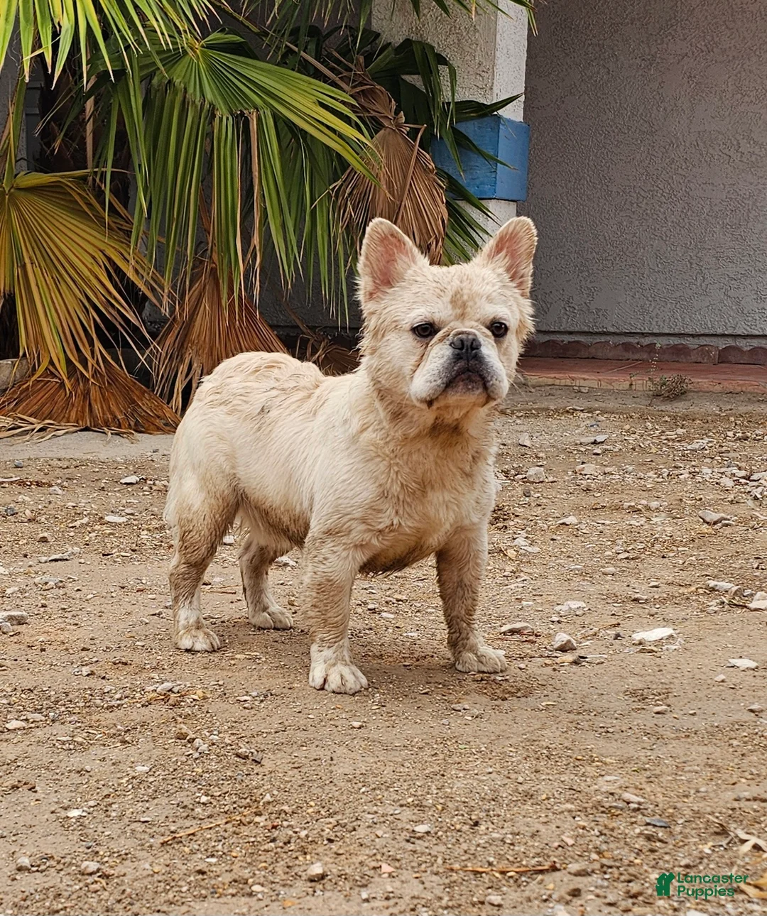French Bulldog dogs for sale: Ghost - Ad 1