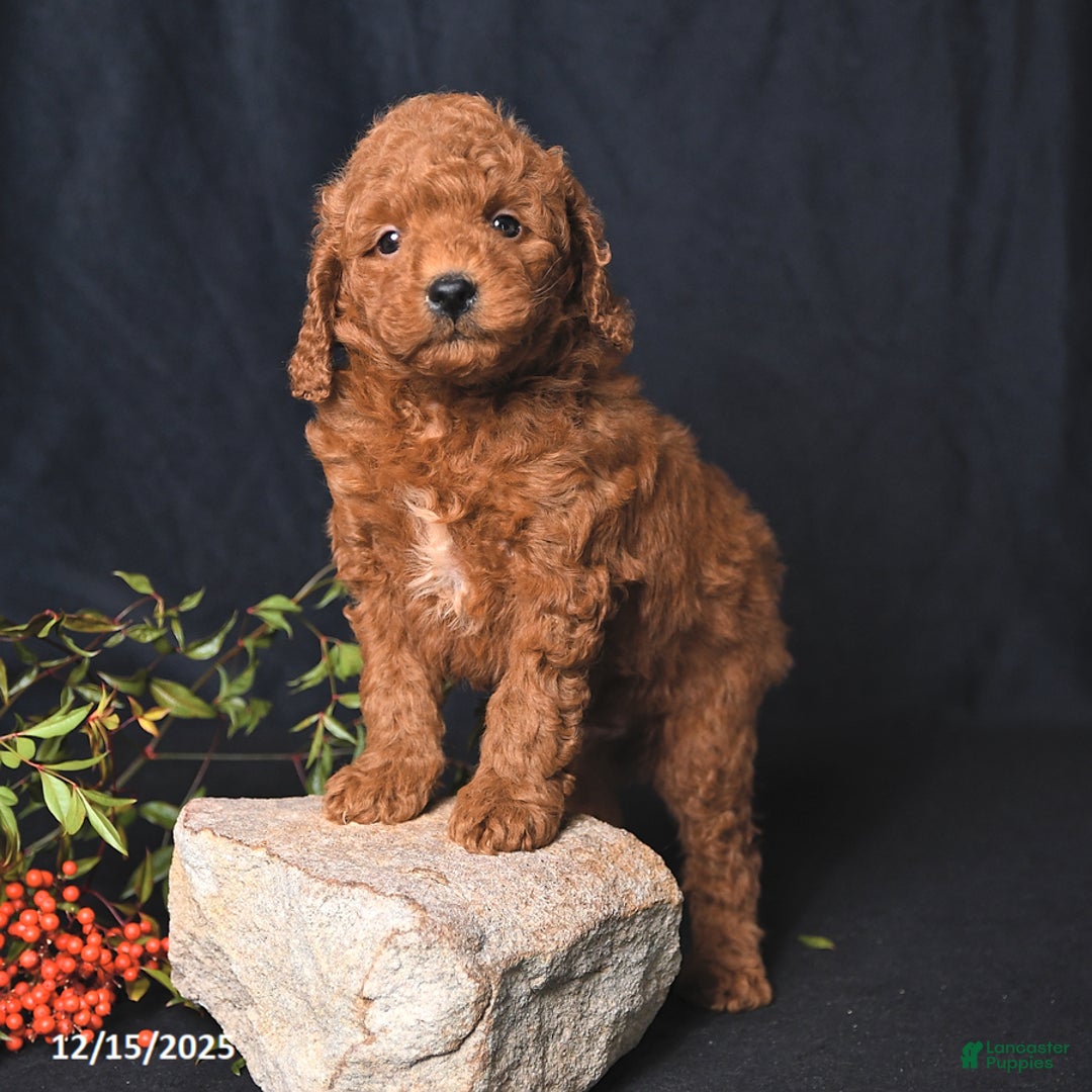 Miniature Poodle dogs for sale: Isaiah - Ad 2
