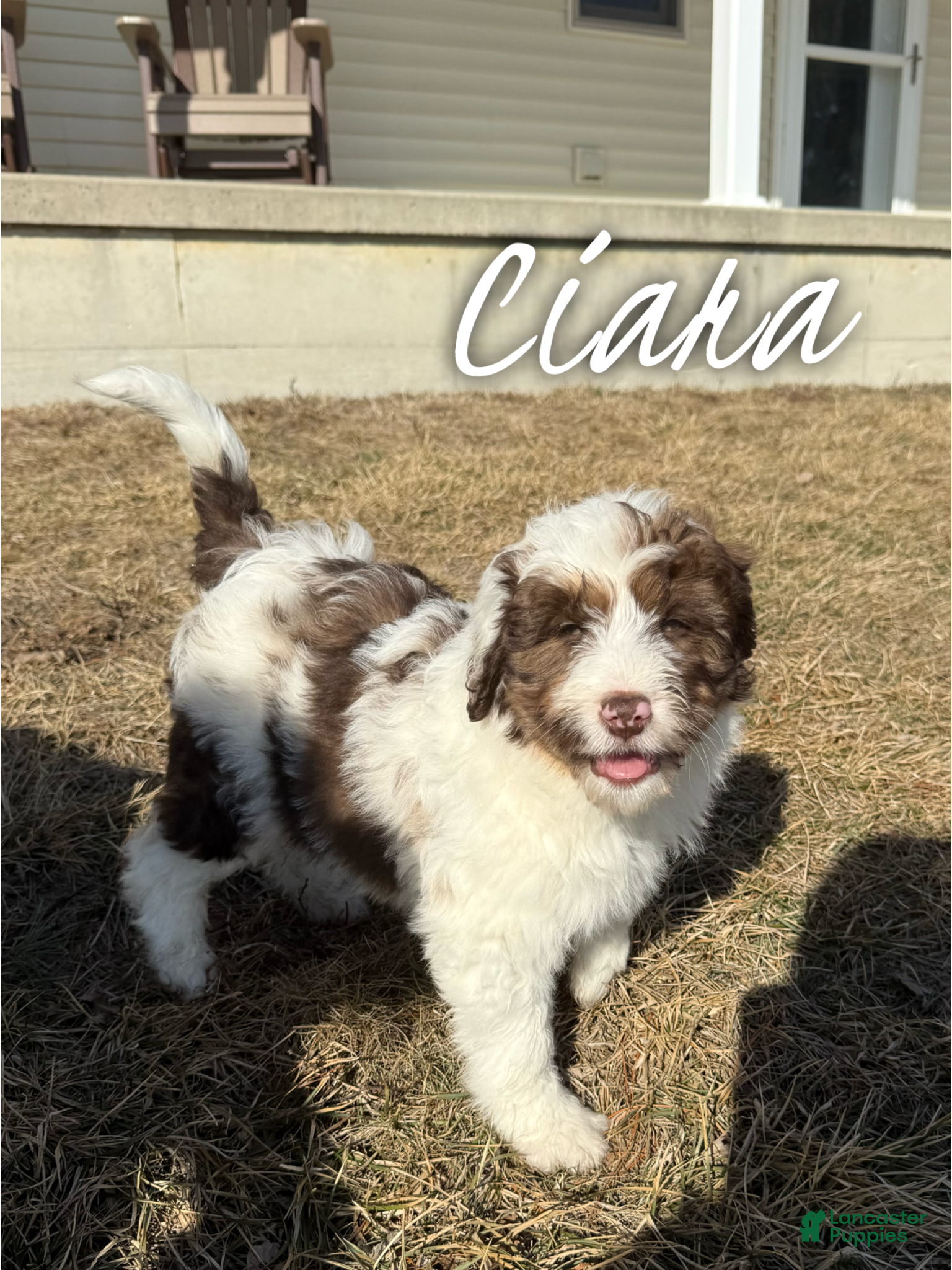 Aussiedoodle dogs Ciara - Standard F1 - Ad 15