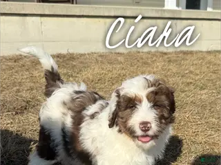 Aussiedoodle dogs Ciara - Standard F1 - Ad 15