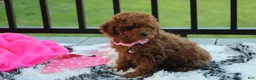 Miniature Poodle dogs for sale: Sasha  - Ad 8