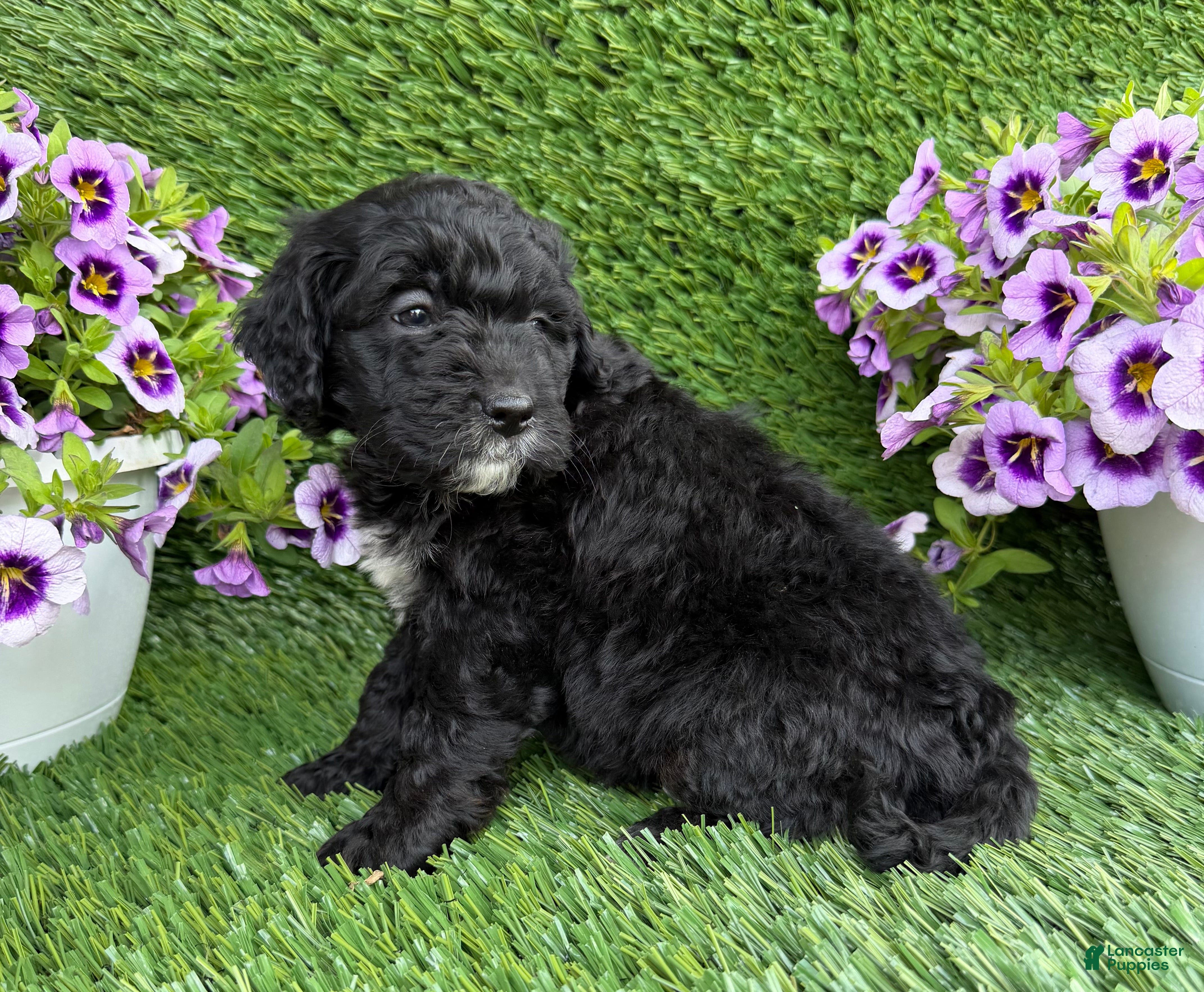 Mini Goldendoodle dogs Alex - Ad 2