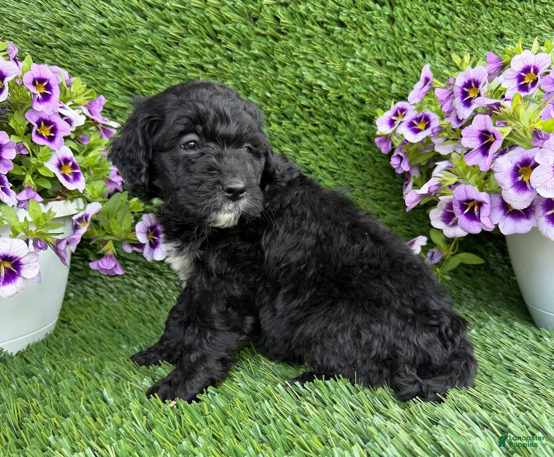 Mini Goldendoodle dogs for sale: Alex - Ad 2
