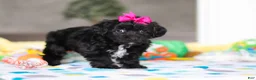Yorkiepoo dogs for sale: Brooke - Ad 3