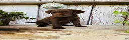 Labrador Retriever dogs for sale: Milo - Ad 3