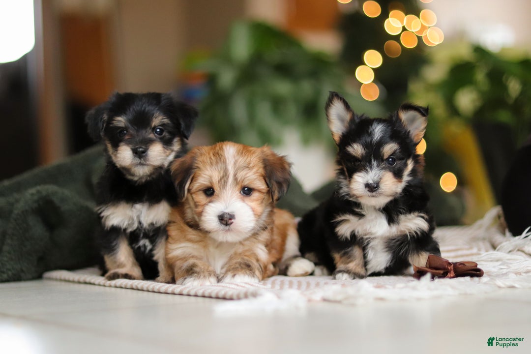 Morkie dogs for sale: Luke - Ad 17