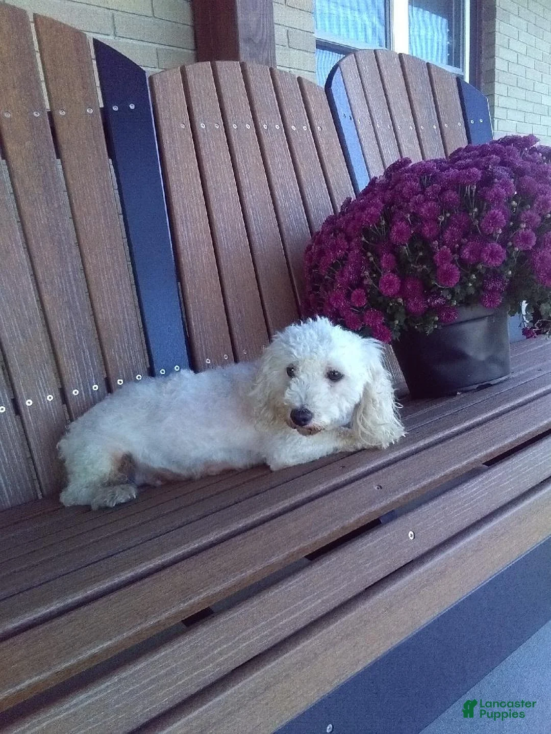 Bichpoo dogs for sale: Violet  - Ad 5