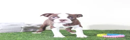 Boston Terrier dogs for sale: Poppy Sweet AKC Female Boston Terrier Puppy - Ad 1