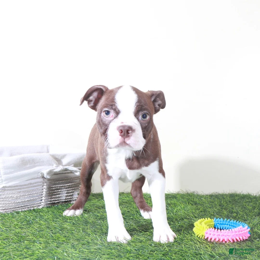 Boston Terrier dogs for sale: Poppy Sweet AKC Female Boston Terrier Puppy - Ad 1