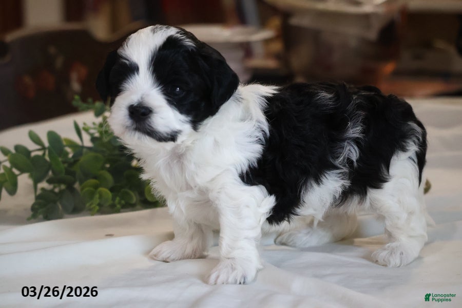 Mixed Breed dogs Rover - Ad 2