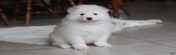 Samoyed dogs for sale: Rocky - Ad 15