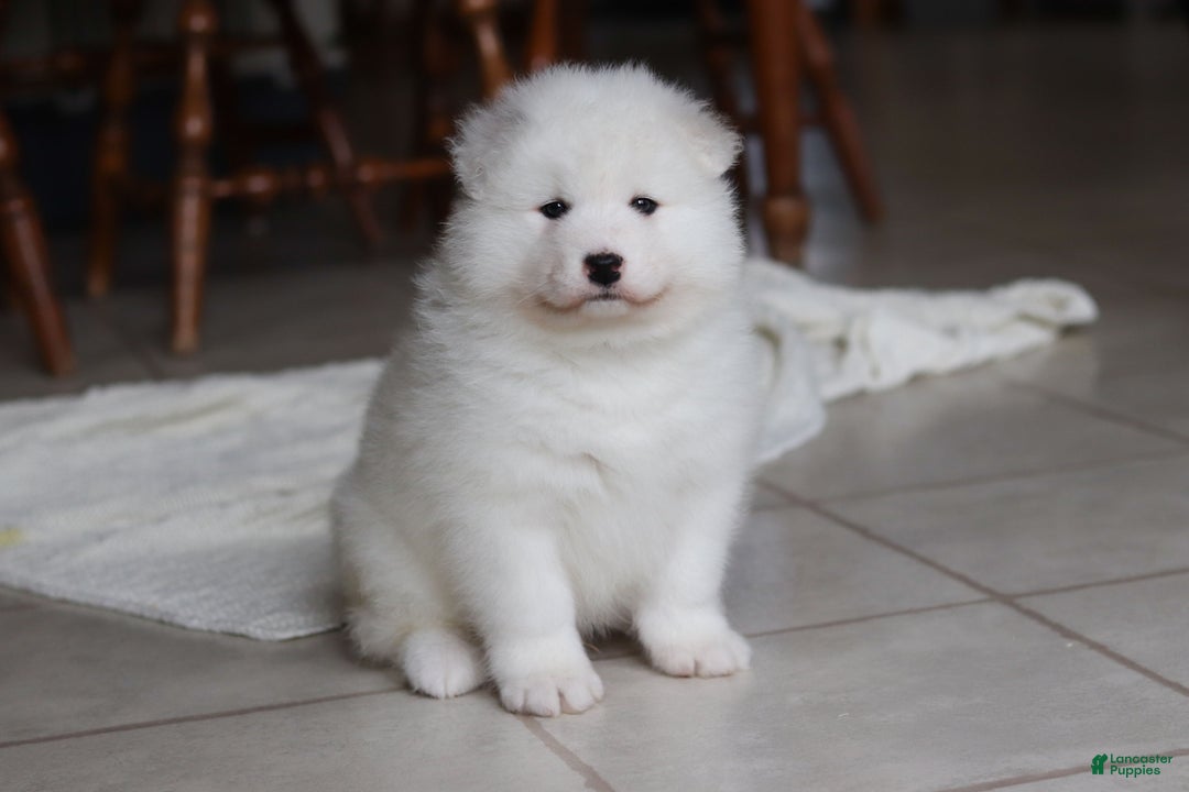 Samoyed dogs for sale: Rocky - Ad 15