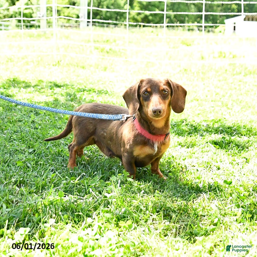 Dachshund dogs for sale: Macie - Ad 6