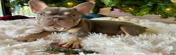 French Bulldog dogs for sale: French Bulldog Puppy 1 - Ad 4