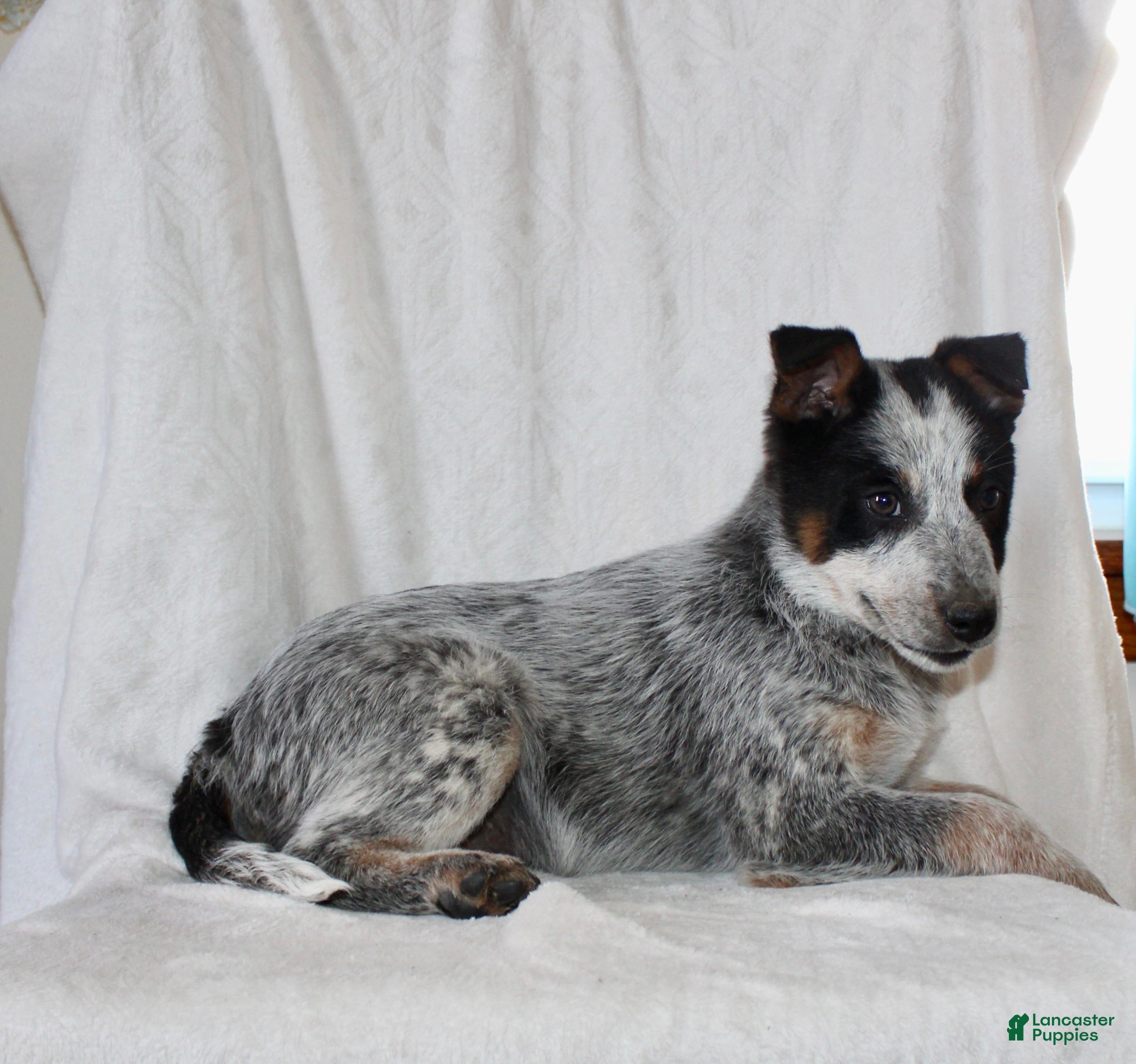 Australian Cattle Dog dogs Rambo - Ad 2