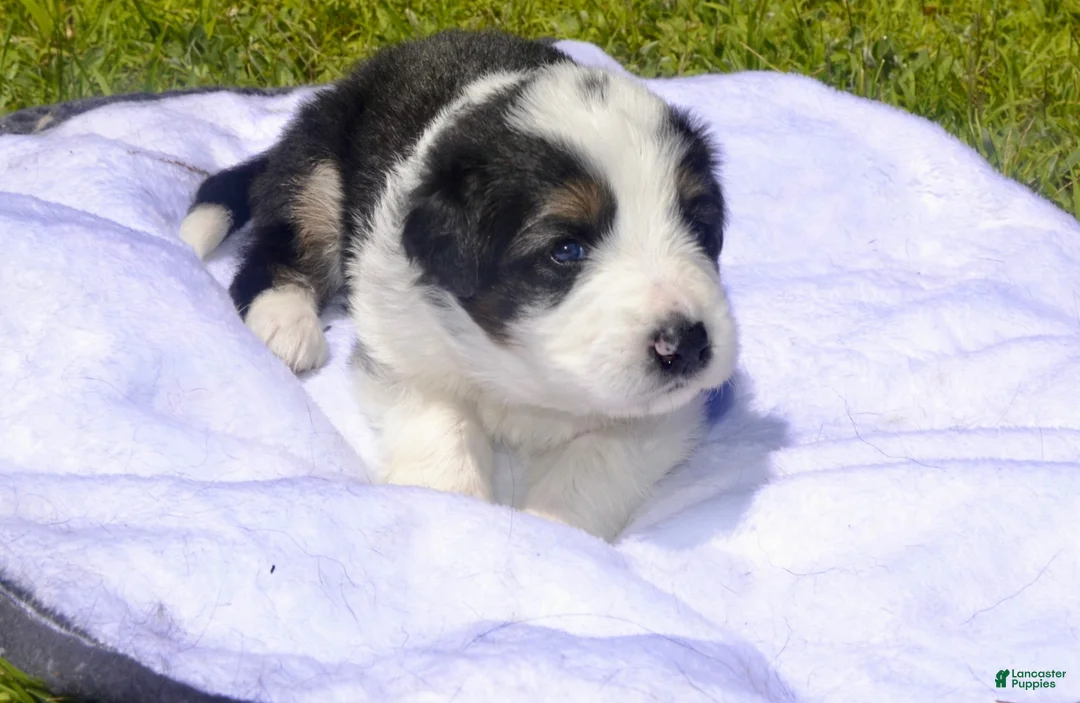 German Shepherd dogs for sale: Ella - Ad 1