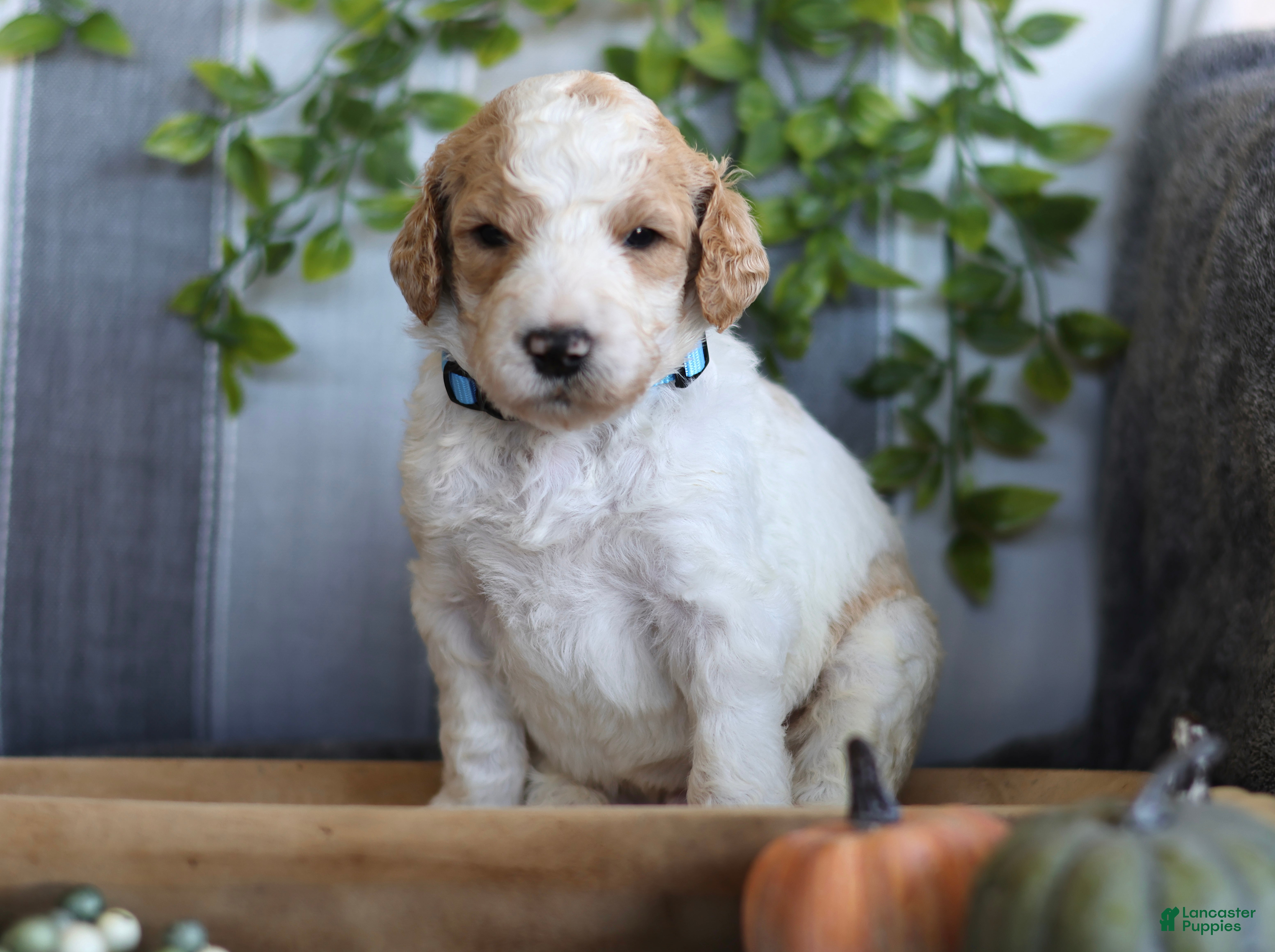 Goldendoodle dogs Scout - Ad 42
