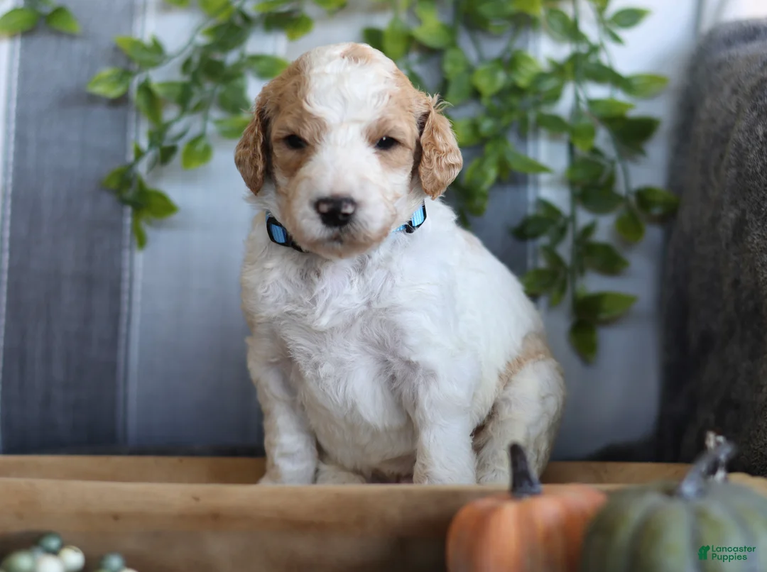 Goldendoodle dogs for sale: Scout - Ad 1