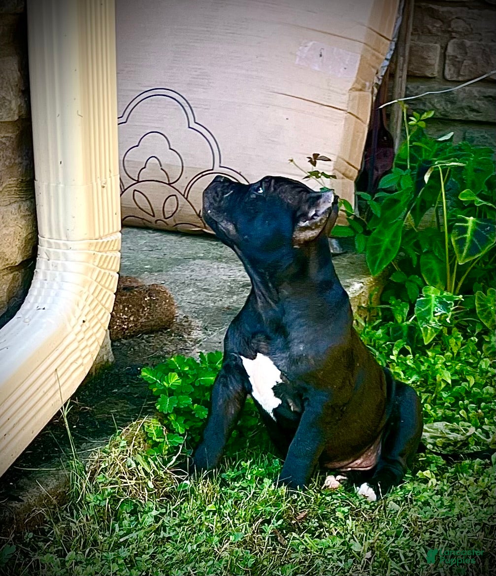 American Bully dogs American Bully Puppy “Nora” - Ad 1
