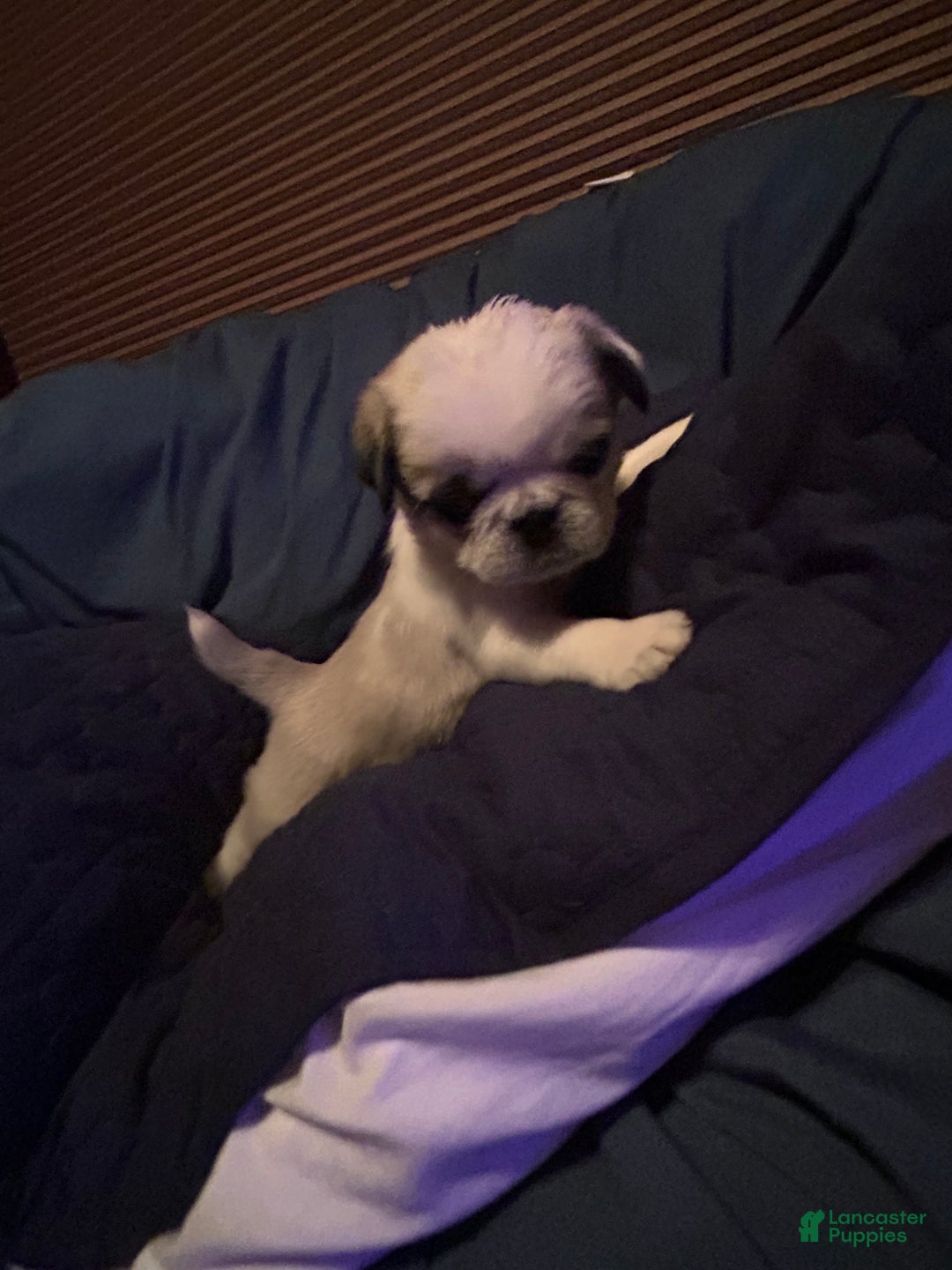 Pug dogs for sale: Snowflake  - Ad 2