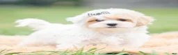 Maltipoo dogs for sale: Roly Poly - Ad 3