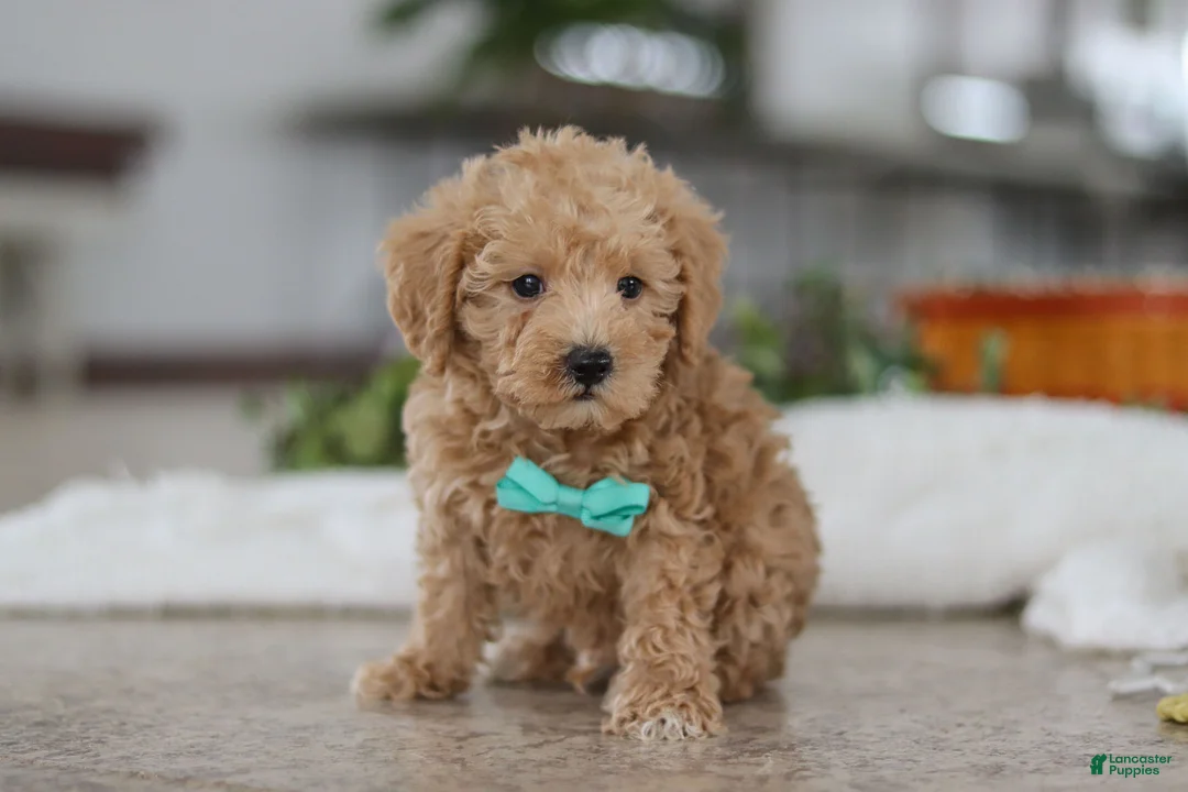 Schnoodle dogs for sale: Ollie - Ad 2