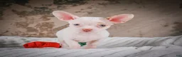 Chihuahua dogs for sale: Cole - Ad 10