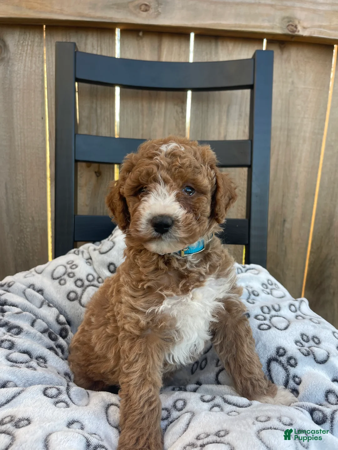 Mini Goldendoodle dogs for sale: Mini Goldendoodle Puppy 4 - Ad 9