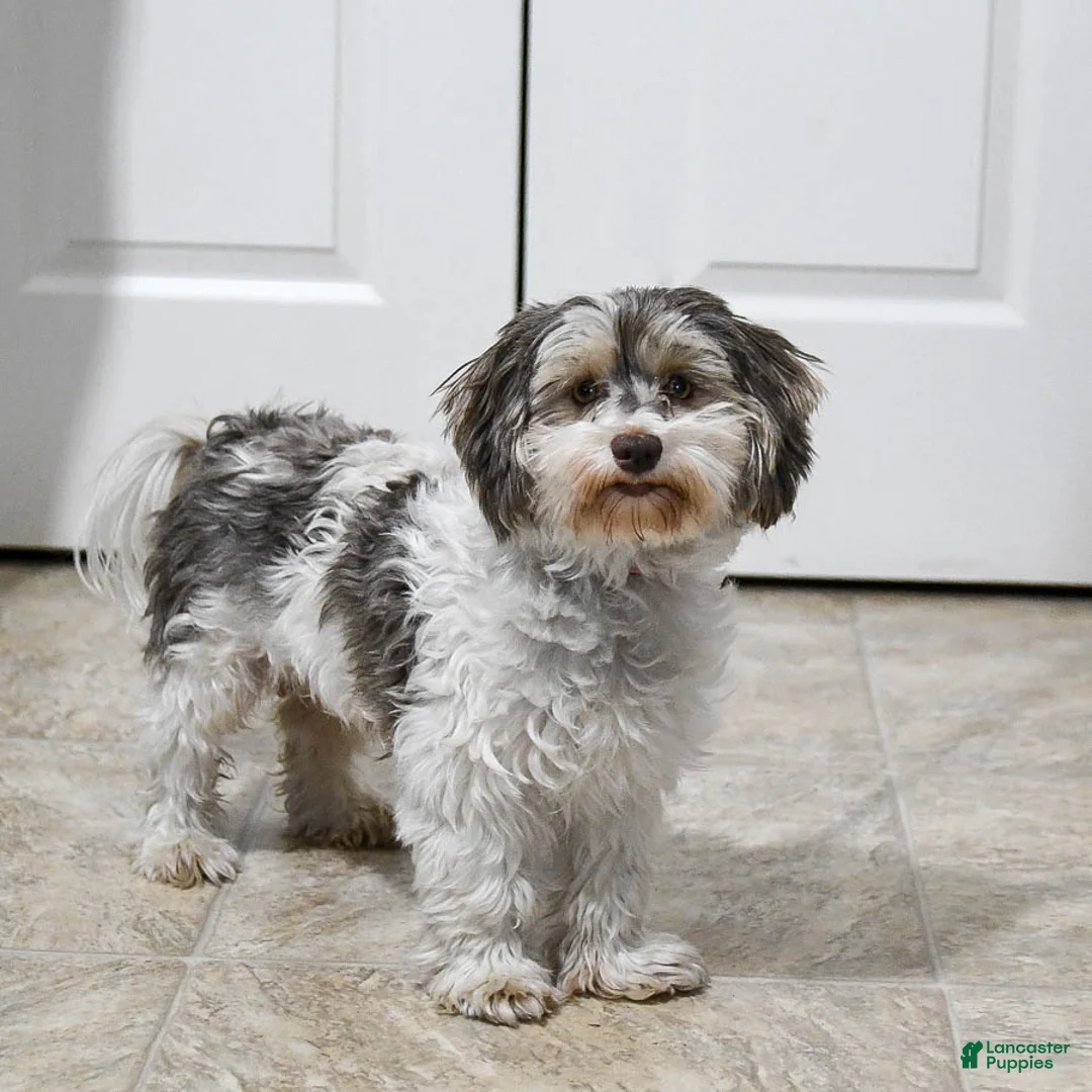 Havanese dogs for sale: Secret - Ad 4