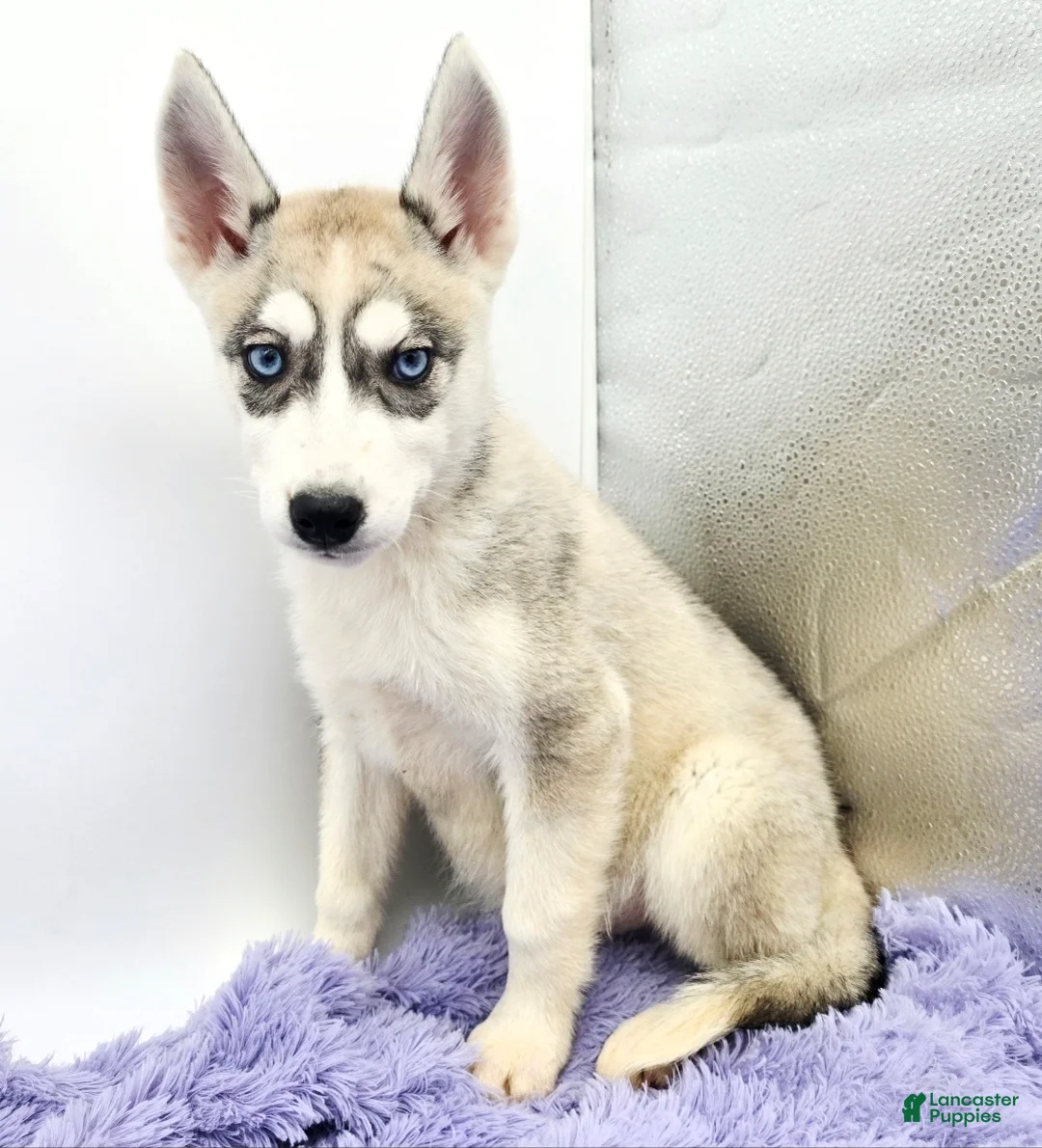 Siberian Husky dogs for sale: Roxie - Ad 2