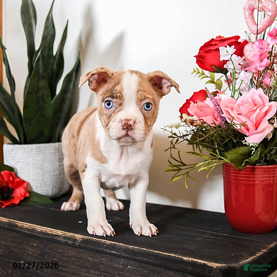 Boston Terrier dogs Coffee - Ad 2