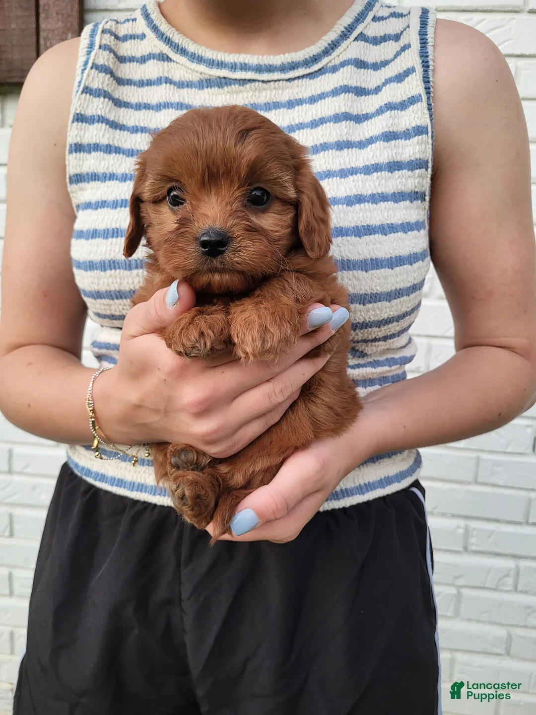Cavapoo dogs for sale: Kallie - Ad 2