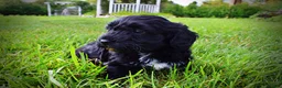 Havapoo dogs for sale: Harmony - Ad 13