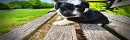 Havapoo dogs for sale: Savvy - Ad 8