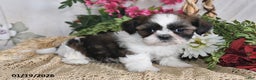 Shih Tzu dogs for sale: Sunshine - Ad 5