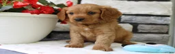 Cavapoo dogs for sale: Sammy - Ad 4
