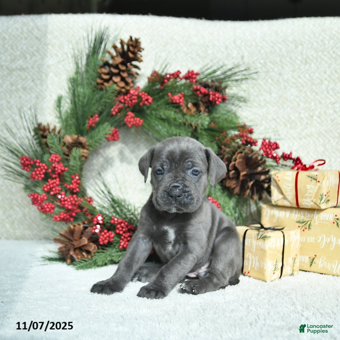 Cane Corso dogs for sale: Joy - Ad 15