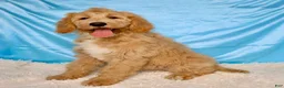 Goldendoodle dogs for sale: Zoe - Ad 1