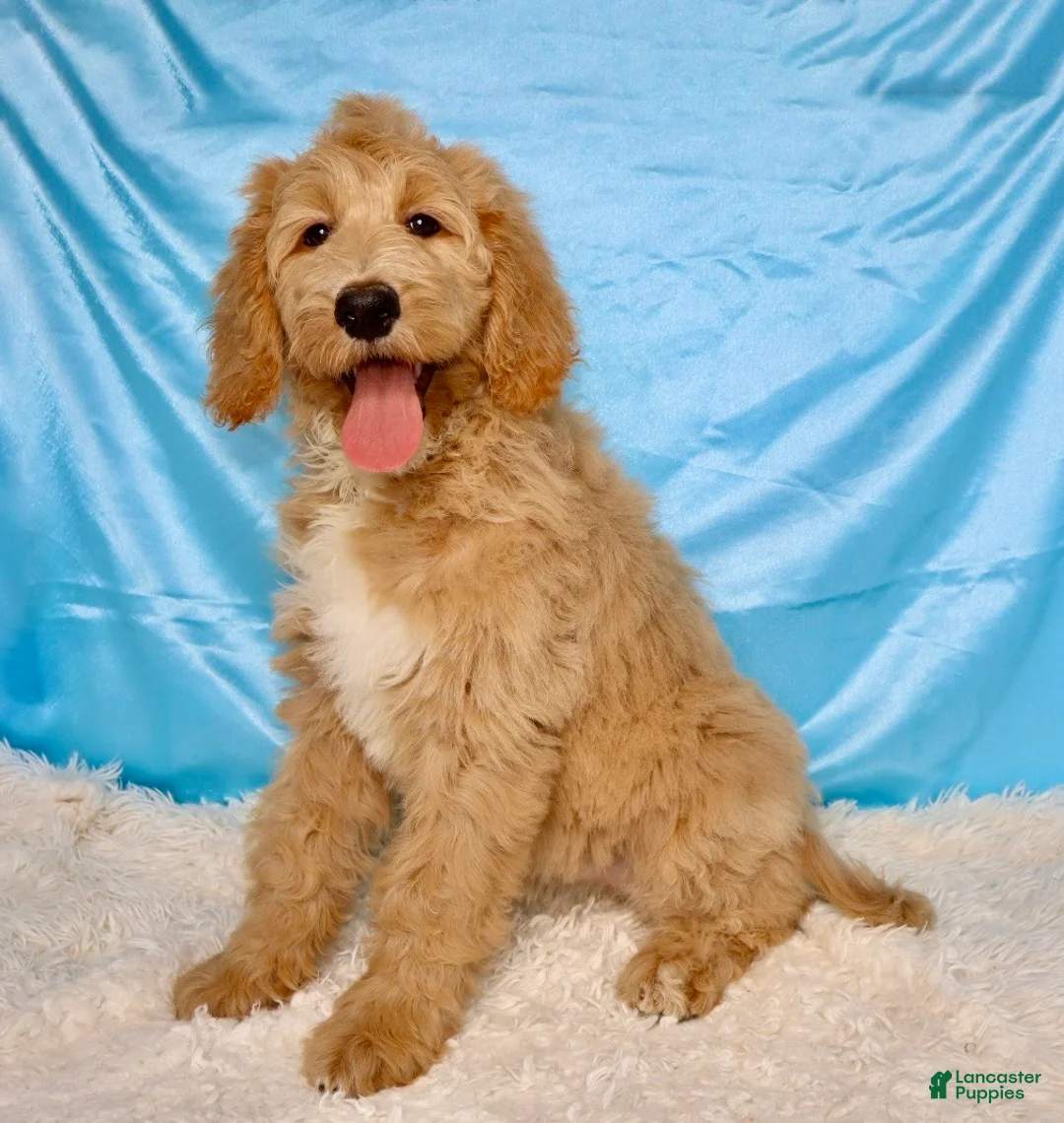 Goldendoodle dogs for sale: Zoe - Ad 1