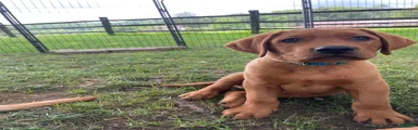 Light Blue Collar Scooby