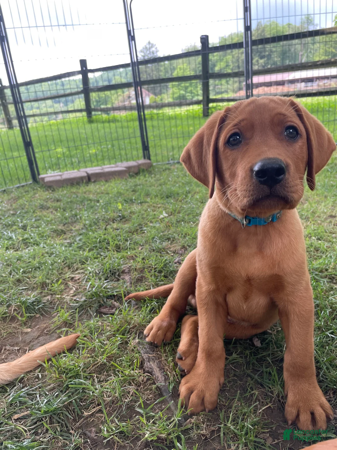 Labrador Retriever dogs for sale: Light Blue Collar Scooby - Ad 1