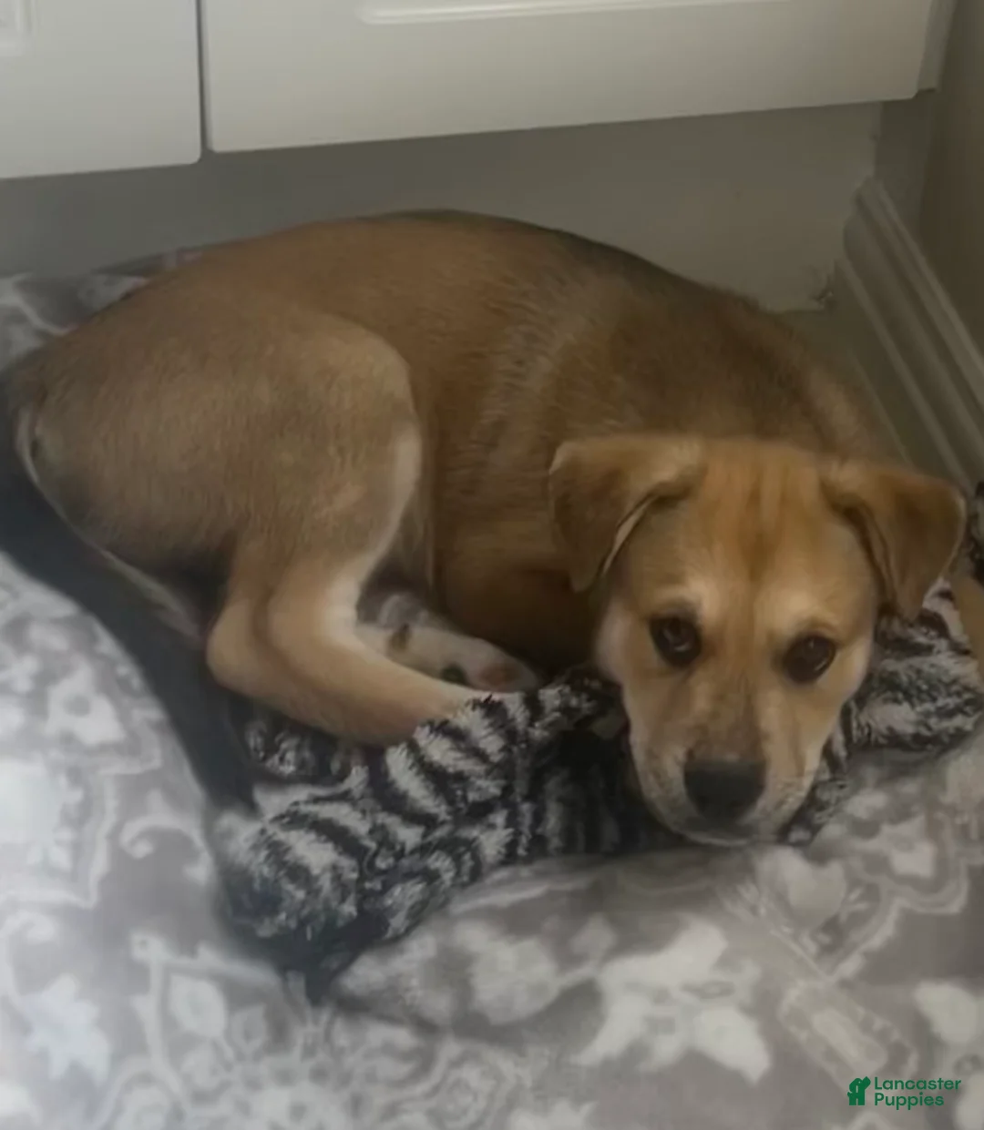 Mixed Breed dogs for sale: Mixed Breed Puppy 1 - Ad 5