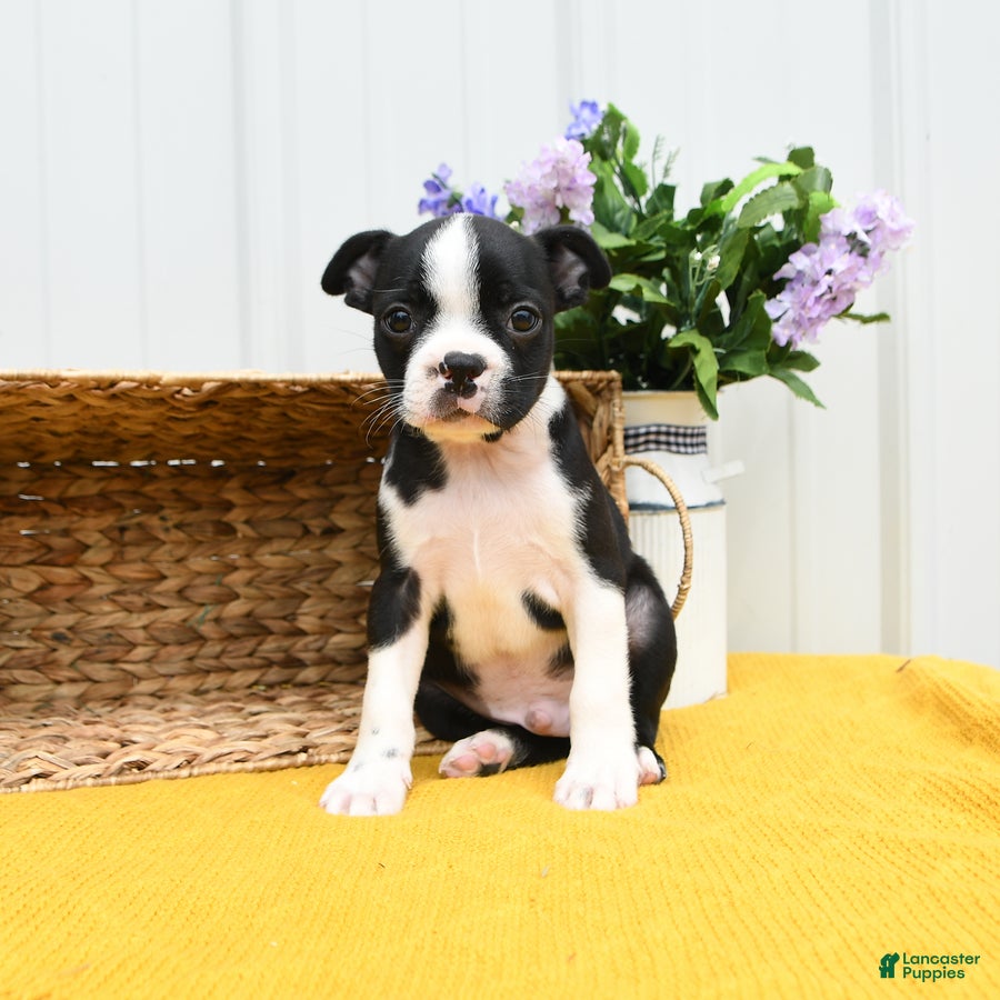 Boston Terrier dogs Bruno - Ad 2
