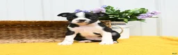 Boston Terrier dogs for sale: Bruno - Ad 2