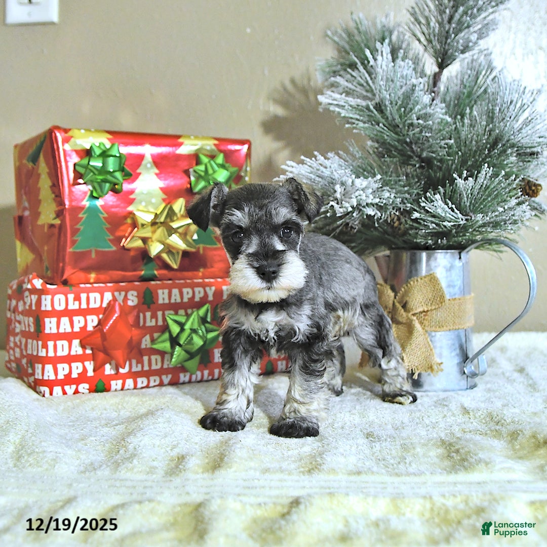 Miniature Schnauzer dogs for sale: Noah - Ad 2