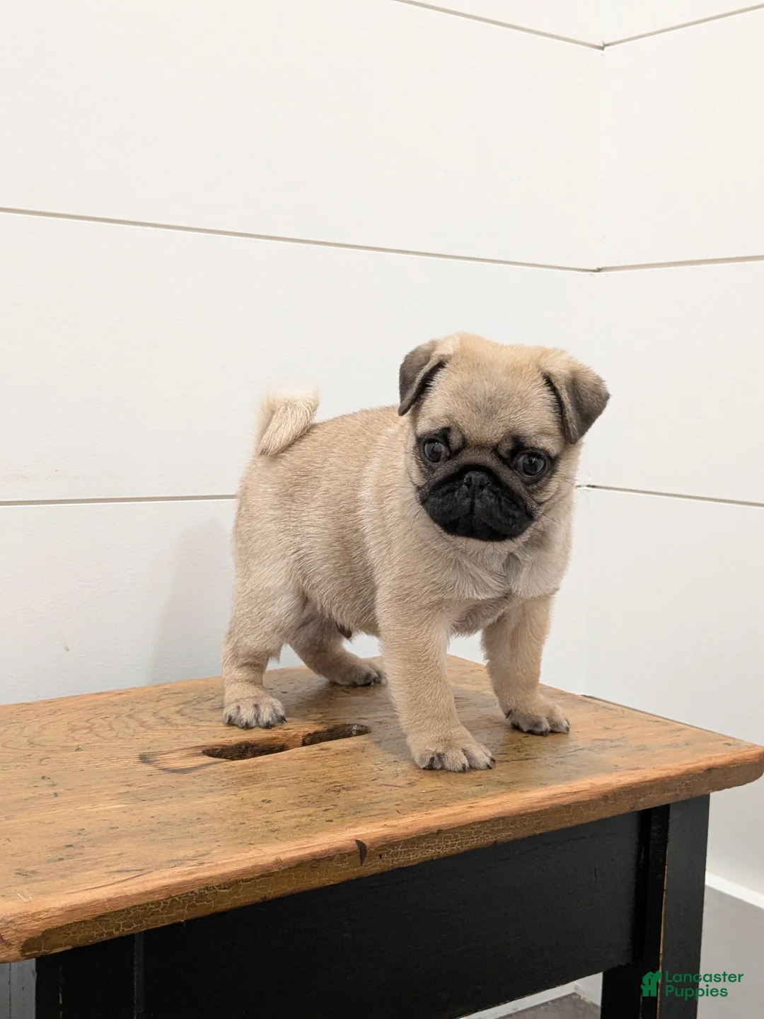 Pug dogs for sale: Oscar - Ad 1