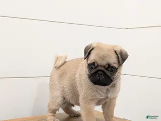 Pug dogs Oscar - Ad 35