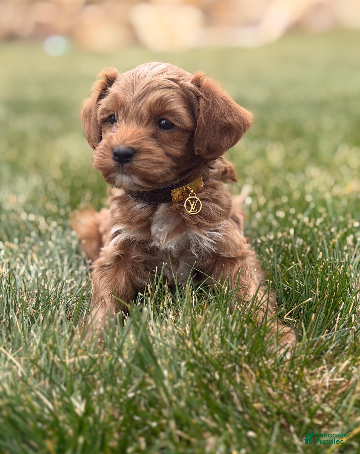 Mini Goldendoodle dogs Louise  - Ad 16